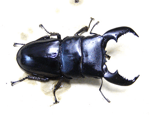 スマトラオオヒラタクワガタ　アチェ