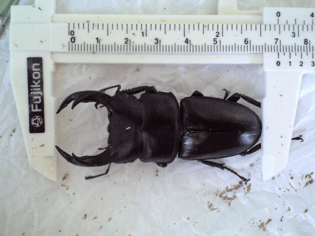 国産オオクワガタ 産地不明