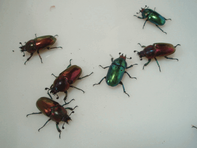 パプアキンイロクワガタ