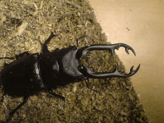 ギラファノコギリクワガタ　フローレス