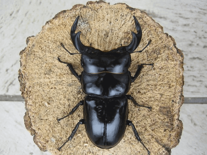 アンタエウスオオクワガタ　ブータン