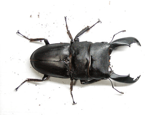 セレベスオオヒラタクワガタ