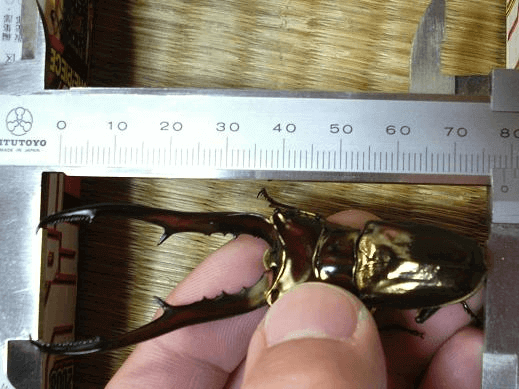 メタリフェルホソアカクワガタ・サンギレンシス（タフナ島亜種）