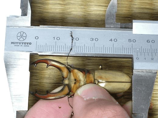 ムニスゼッチホソアカクワガタ