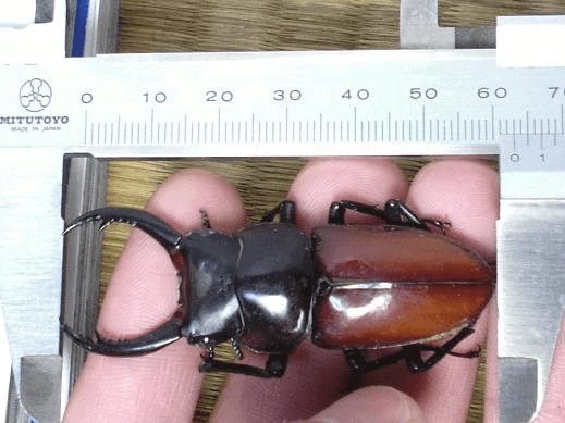 マグダレインコクワガタ　（アローコクワ）