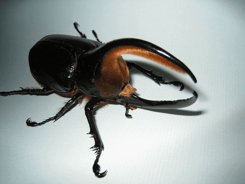 サタンオオカブト