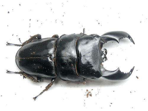 スマトラオオヒラタクワガタ　ベンクール