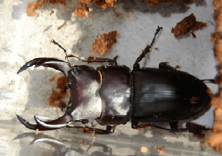 国産オオクワガタ　産地不明