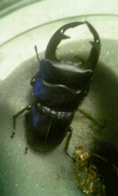 国産オオクワガタ　産地不明