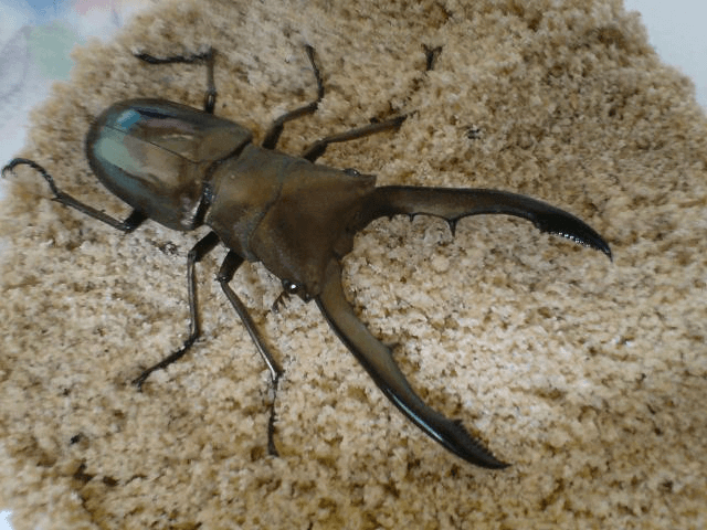 メタリフェルホソアカクワガタ　ペレン