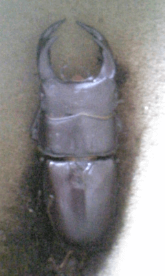 国産オオクワガタ　佐賀