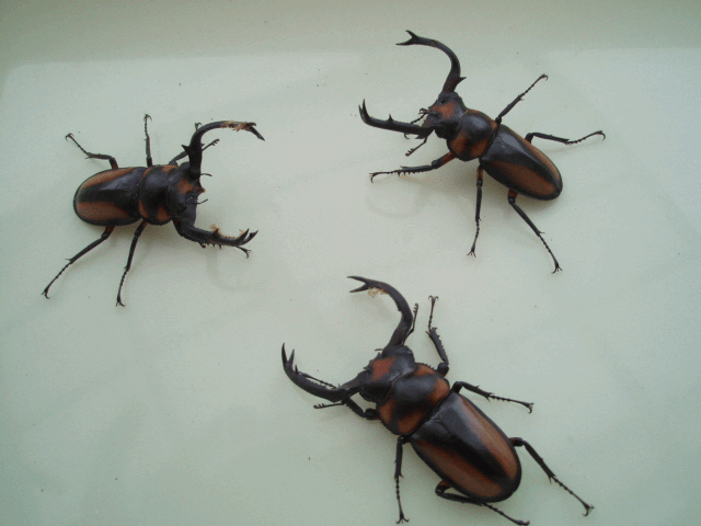 スペキオススシカクワガタ