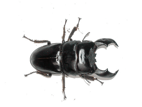 スマトラオオヒラタクワガタ　ベンクール