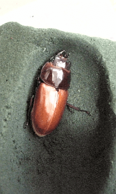 国産オオクワガタ 三潴