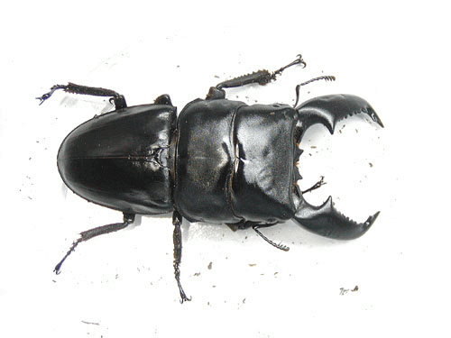 スマトラオオヒラタクワガタ　アチェ