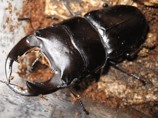 国産オオクワガタ 阿古谷