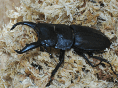 スジブトヒラタクワガタ