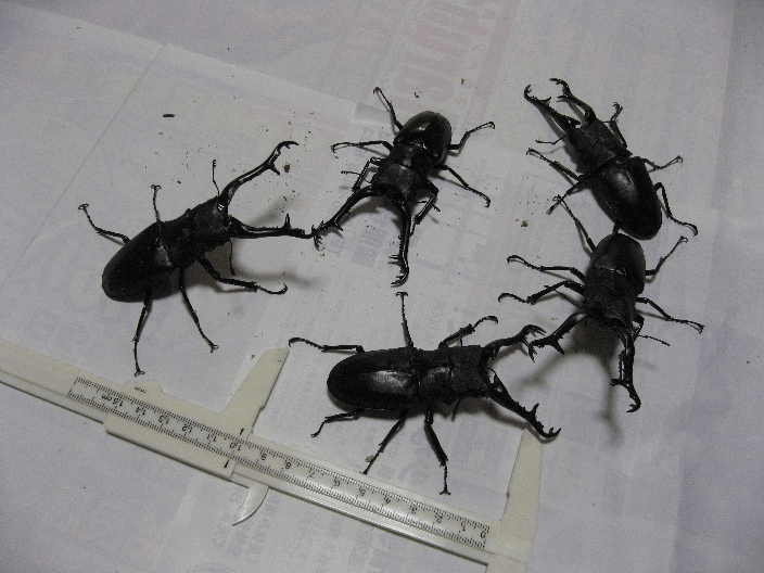 ギラファノコギリクワガタ　ケイスケイ　フローレス