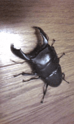 スマトラオオヒラタクワガタ　ベンクール