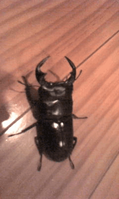 アンタエウスオオクワガタ　インド　
