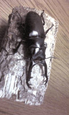 ギラファノコギリクワガタ　ジャワ