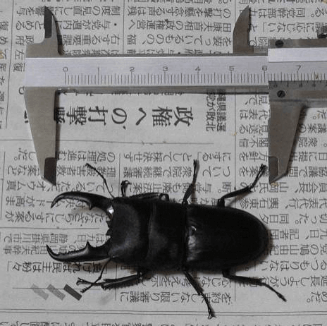 国産ヒラタクワガタ