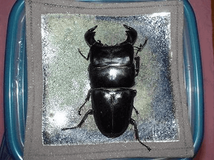 ダイオウヒタラクワガタ