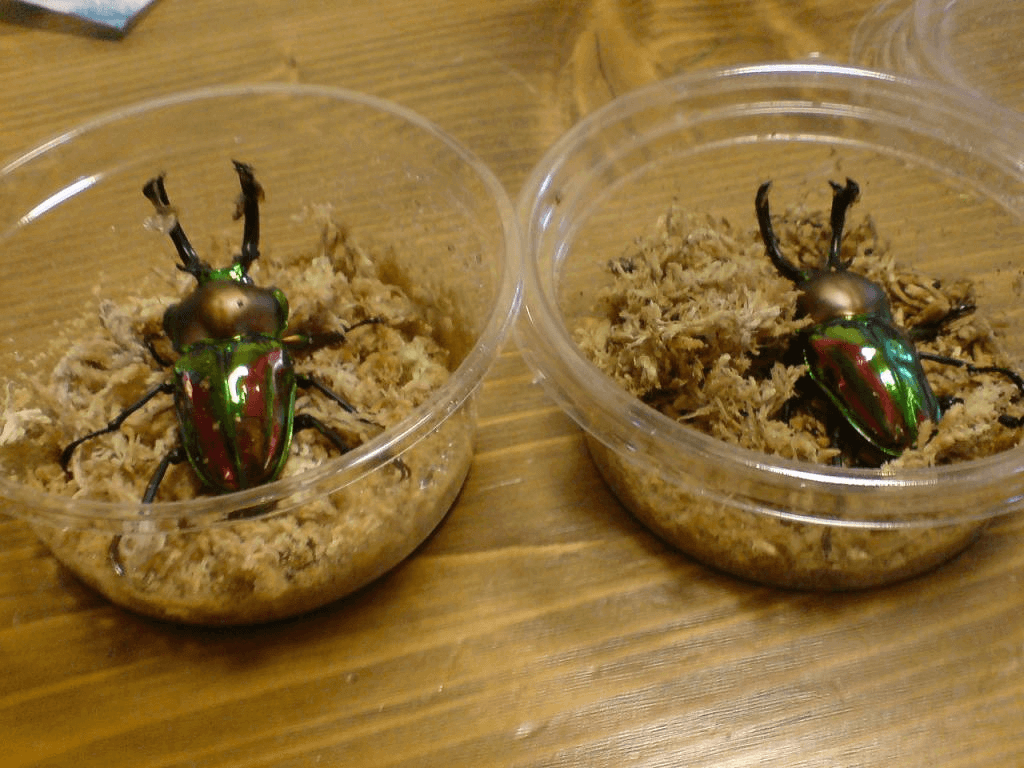 ニジイロクワガタ　クイーンズランド