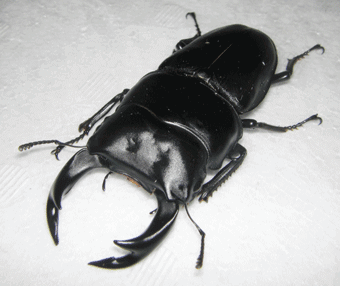 国産オオクワガタ　能勢