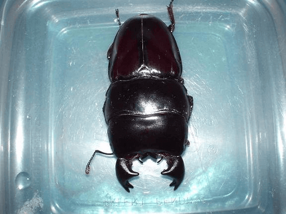 アルキデスオオヒラタクワガタ