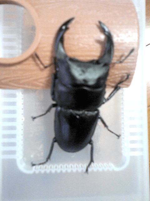 国産オオクワガタ 阿古谷