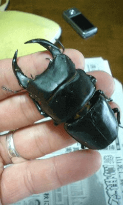 国産オオクワガタ