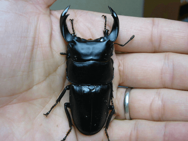 ホペイオオクワガタ　福建省建甌