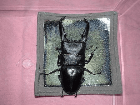 パラワンオオヒラタクワガタ