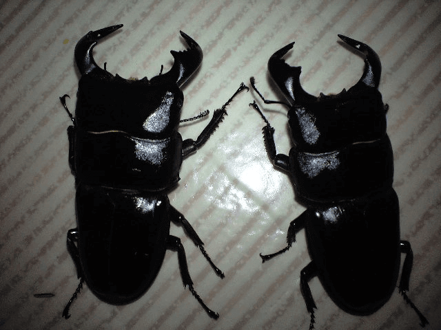 ダイオウヒタラクワガタ　ジャワ