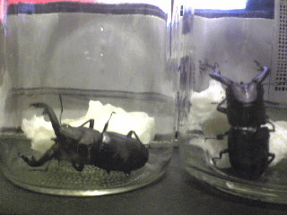 トクノシマノコギリクワガタ