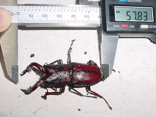 国産ノコギリクワガタ 十勝産