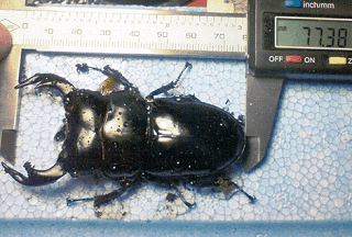 アンタエウスオオクワガタ　インドダージリン