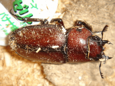 トカラノコギリクワガタ