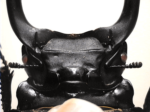 国産オオクワガタ ピンクアイ