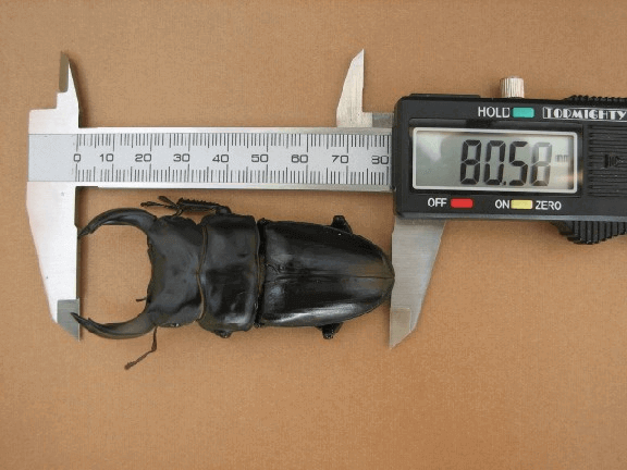 国産オオクワガタ 川西