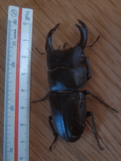 国産オオクワガタ