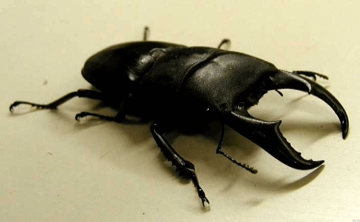 サキシマヒラタクワガタ