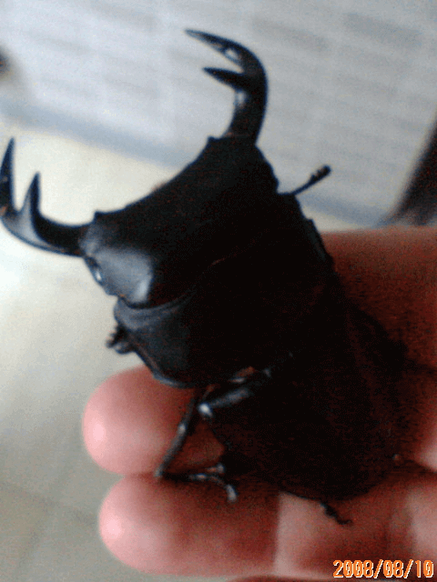 グランディスオオクワガタ　インドミゾラム州サイチャル