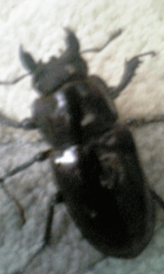 国産ミヤマクワガタ 甲州市塩山