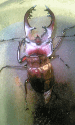 国産ミヤマクワガタ　甲州市塩山