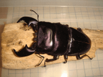 スマトラオオヒラタクワガタ　アチェ