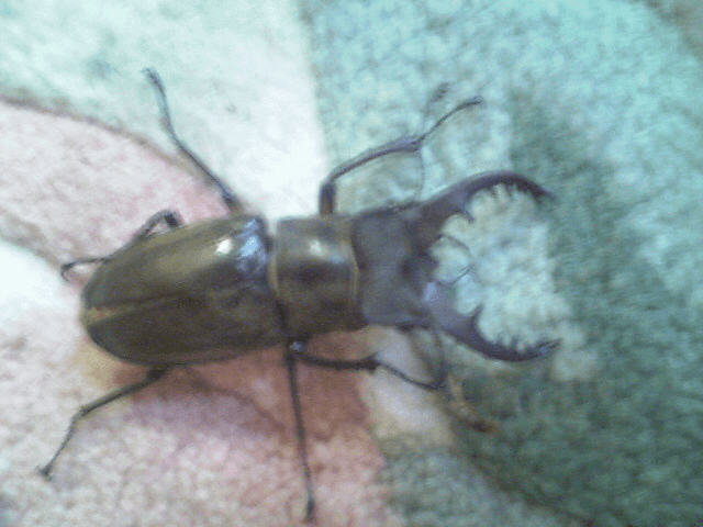 国産ミヤマクワガタ　甲州市塩山