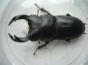 国産オオクワガタ 胆川