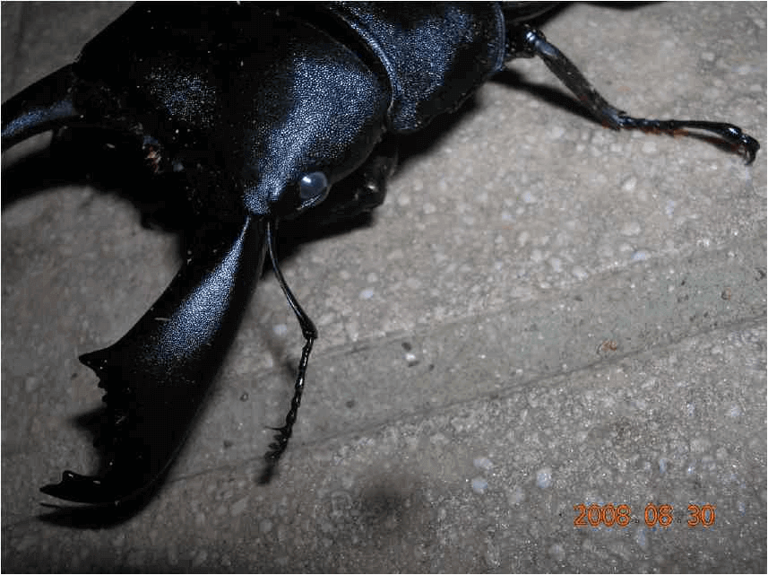 セレベスオオヒラタクワガタ　ホワイトアイ（インドネシア、パル）